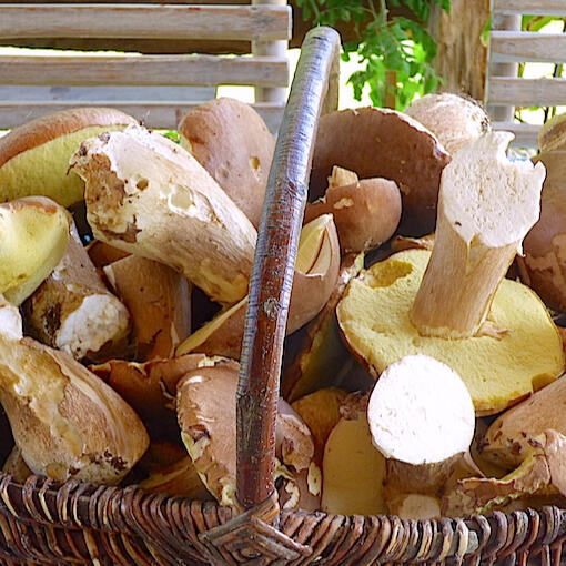 L’Aveyron-Ségala regorge de trésors nature, châtaignes et champignons